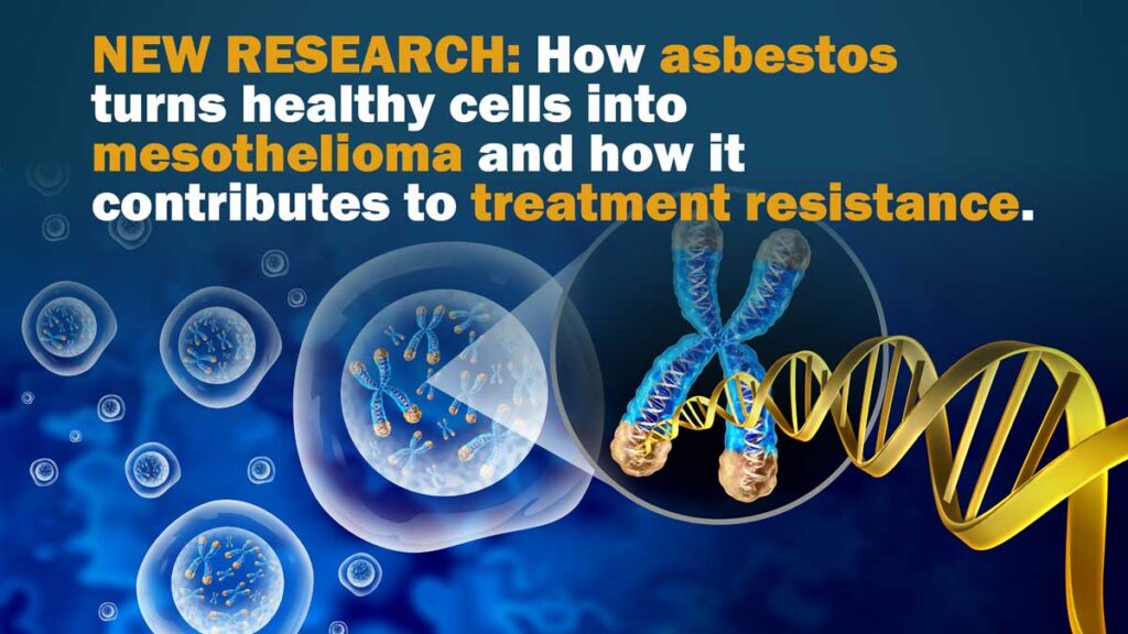 New Research Explores How Asbestos May Slowly Turn Healthy Cells into Mesothelioma